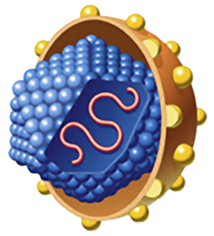 Devo ou não tomar vacina ?